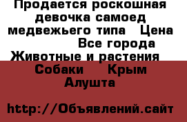 Продается роскошная девочка самоед медвежьего типа › Цена ­ 35 000 - Все города Животные и растения » Собаки   . Крым,Алушта